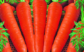 Carrot Kuroda 35: The Best Choice for Your Farm in Bangladesh