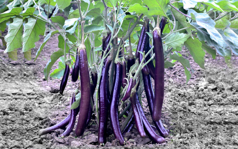 Eggplant Purple King: The Best Choice for Your Farm in Bangladesh