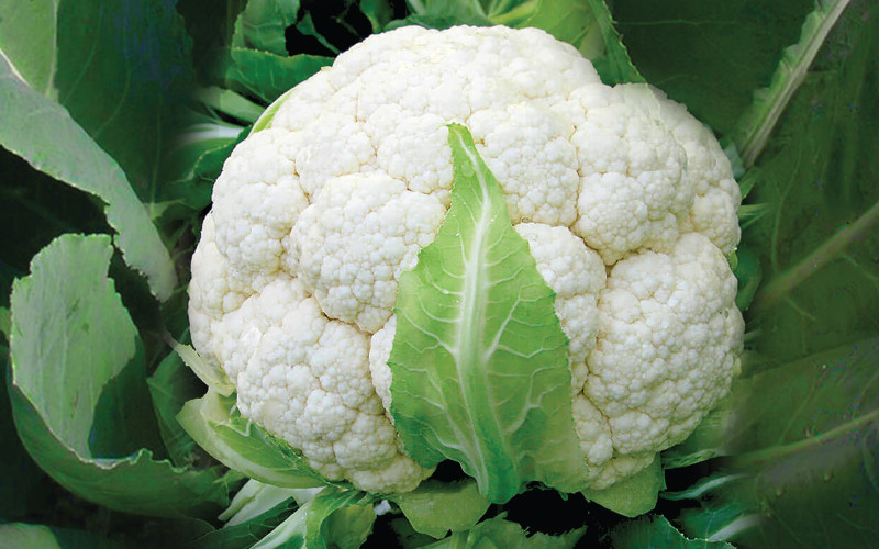 Cauliflower Super Tabbi: The Best Choice for Your Farm in Bangladesh
